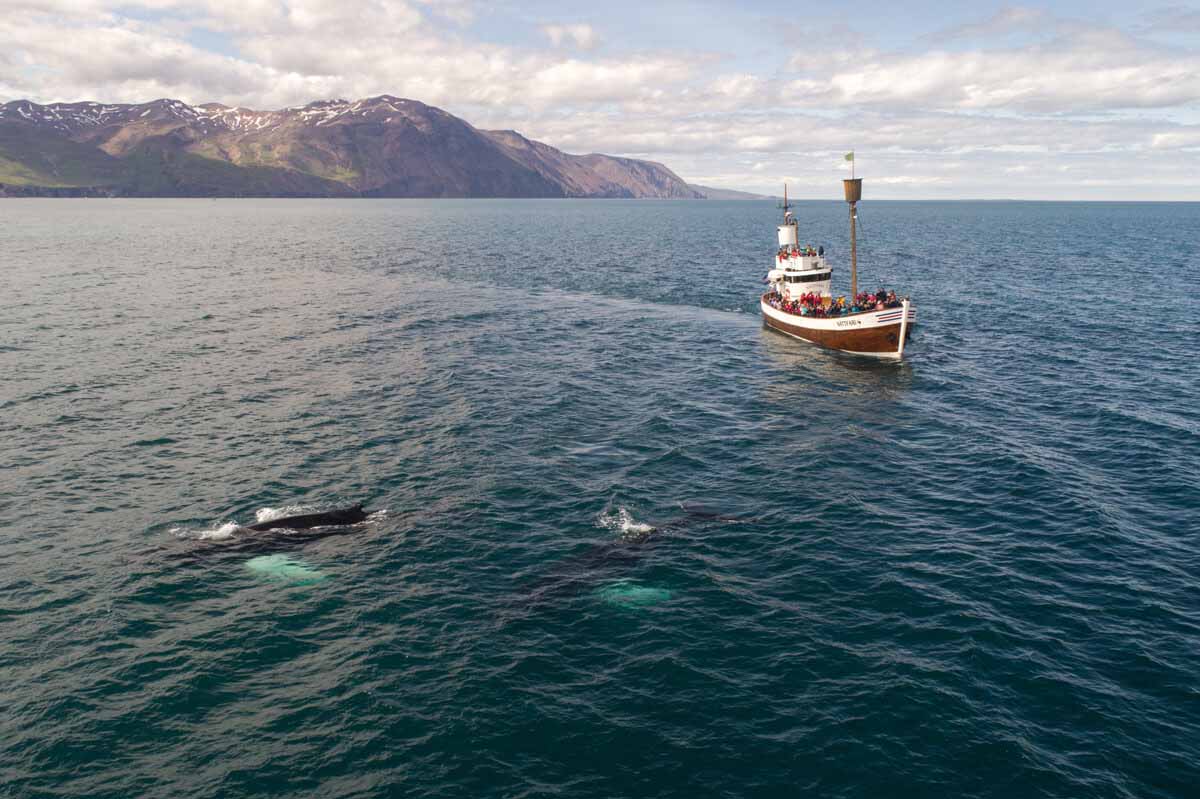 tourist-boat-and-whale-in-sea-not-far-from-shore