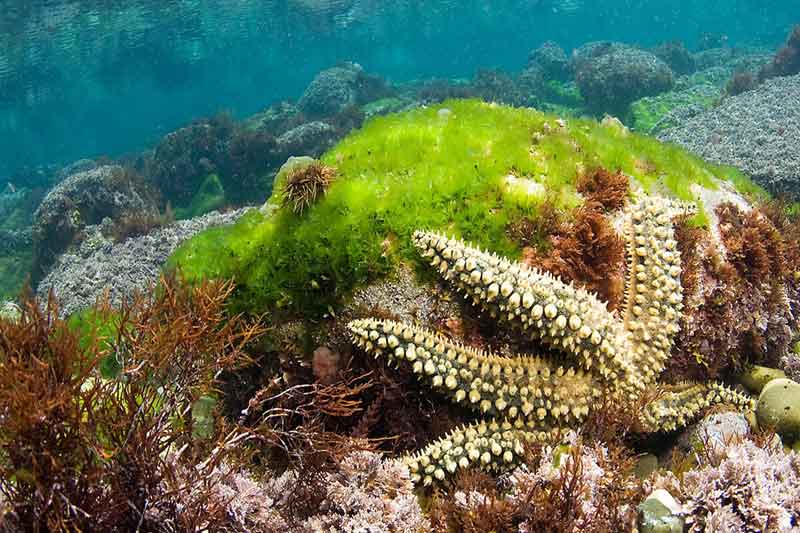 Estrategia de Biodiversidad de la CAPV 2030