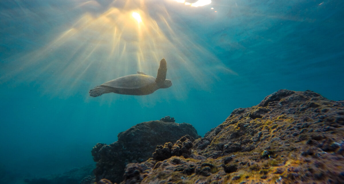 cambio-climatico-climate-change-sea-mar-turtles Cambio climático mar