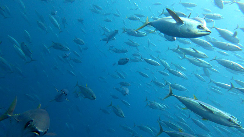 banco de peces sostenibilidad del atun