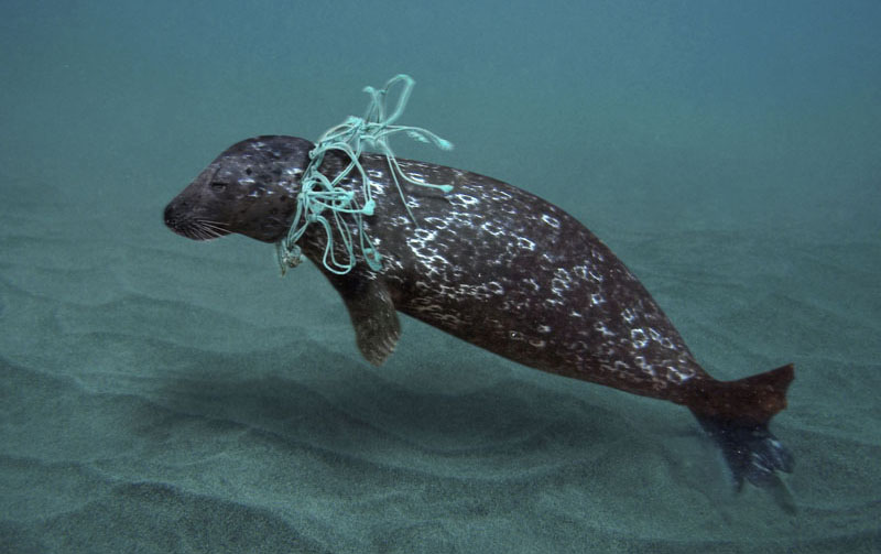 Harbor Seal entangled in fishing net