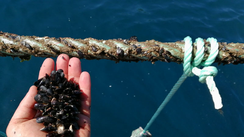 cuerdas biodegradables para acuicultura