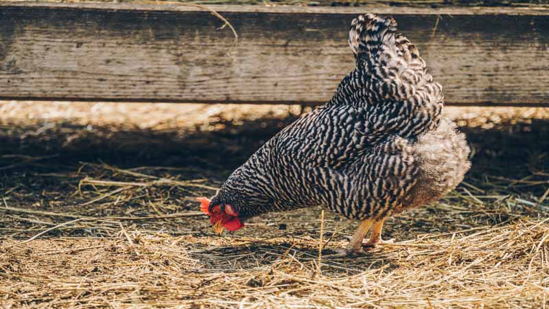 Bacteriofagos-campylobacter-industria-avícola