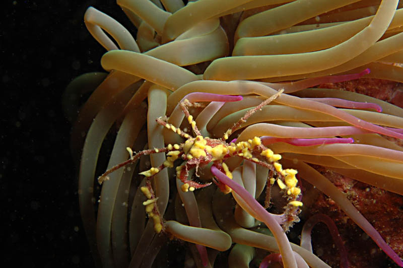 Cangrejo arana-Macropodia rostrata