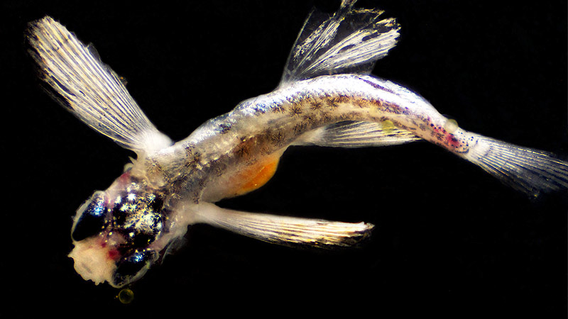 meeso sustainable mesopelagic fisheries
