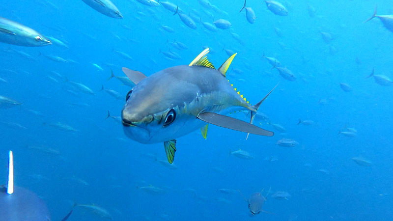 yellowfin and other Tropical Tuna stocks’ assessment