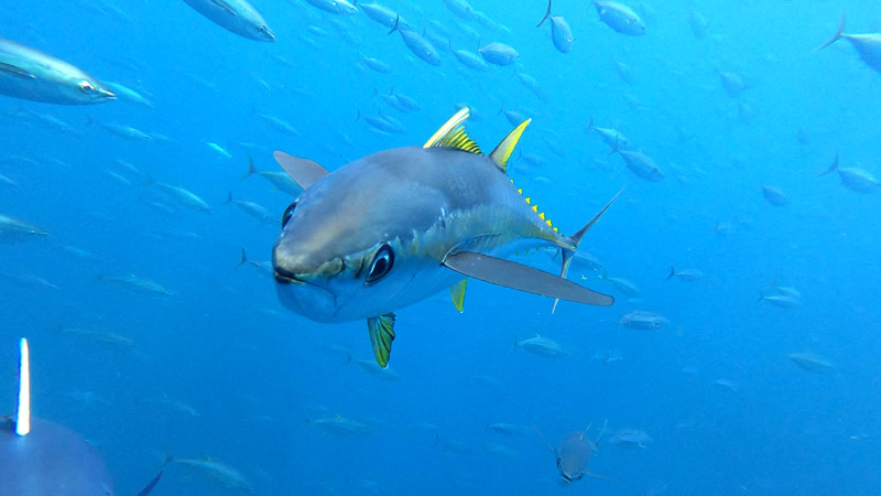 yellowfin_inigo_onaindia yellowfin and other Tropical Tuna stocks’ assessment