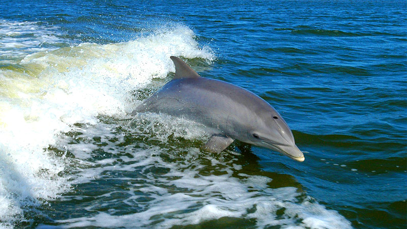 cetambicion_capturas_accide cetambicion_capturas_accidentales cetaceos