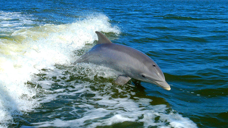 cetambicion_capturas_accidentales cetaceos