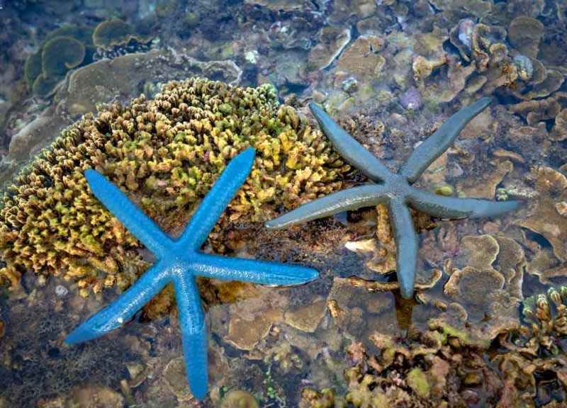 estrellas de mar conservacon de ecosistemas marinos