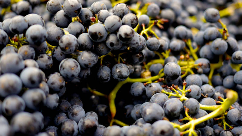 raspon_uvas raspon-uvas-economia-circular