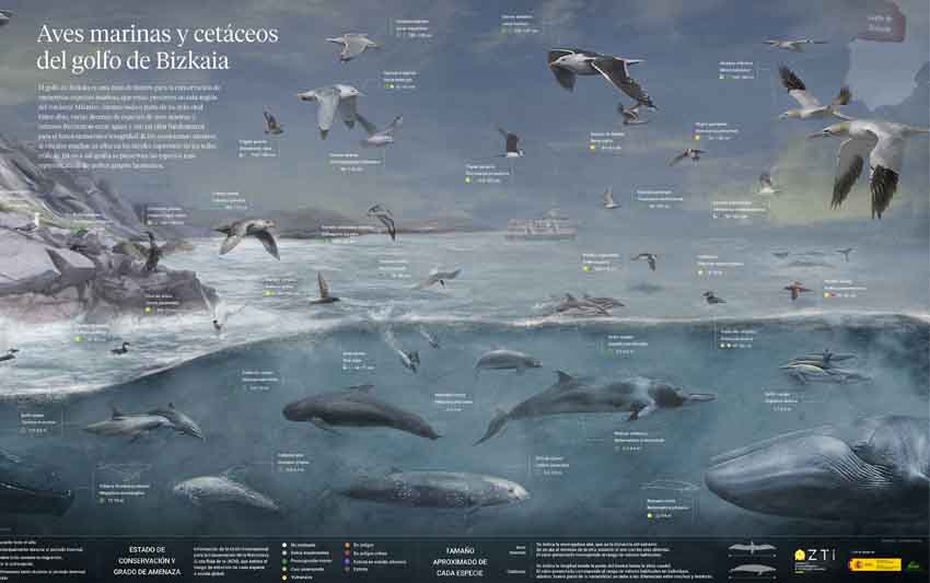 Infografía sobre cetaceos y aves marinas