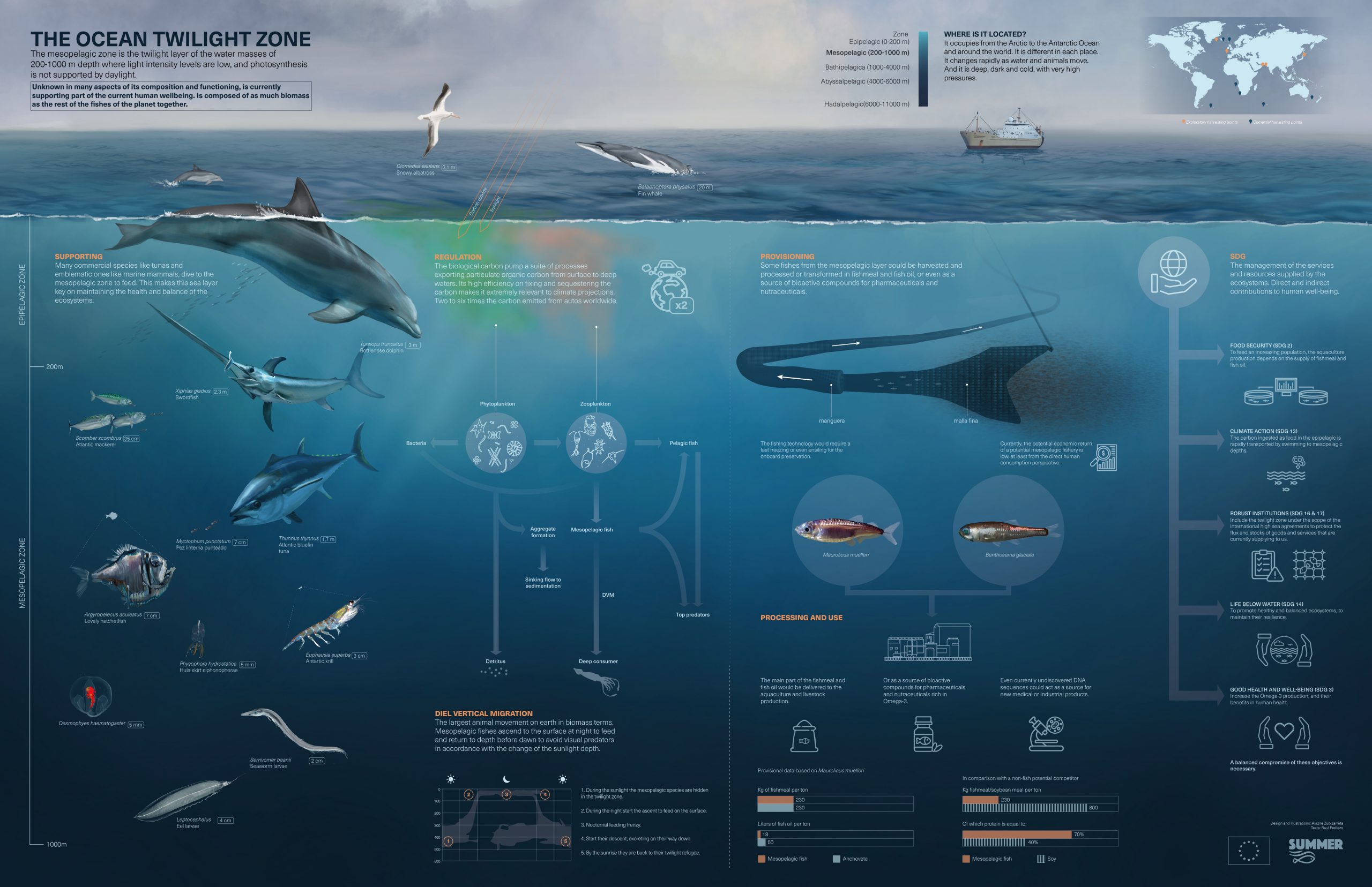 abyssal zone food web