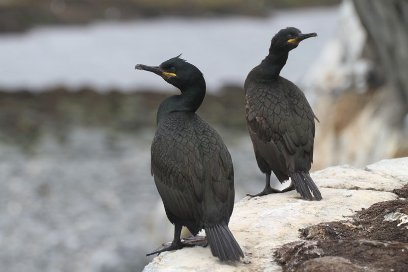 especi. Cormorán Moñudoes_protegidas