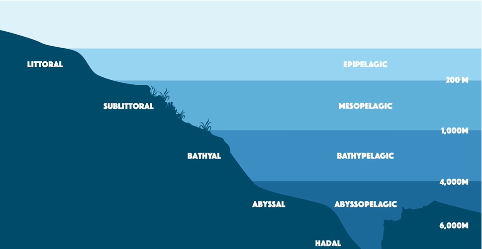 Zona mesopelágica