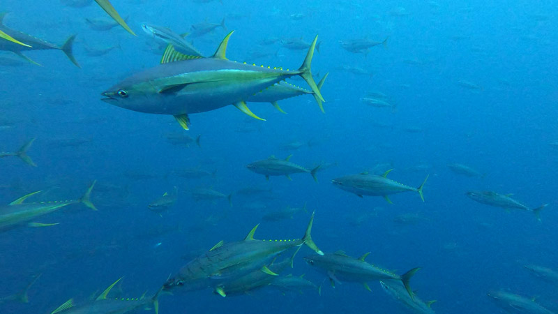 yellowfin_azti_inigo_onandia atún cambio climático
