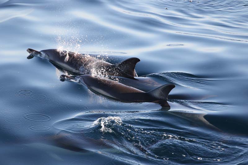 Delfines. Foto: Isabel garcía Baron