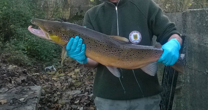 Salmón trampa Oria. Foto Diputación de Gipuzkoa