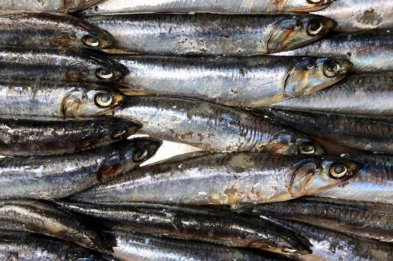 Tamaño anchoa golfo de bizkaia