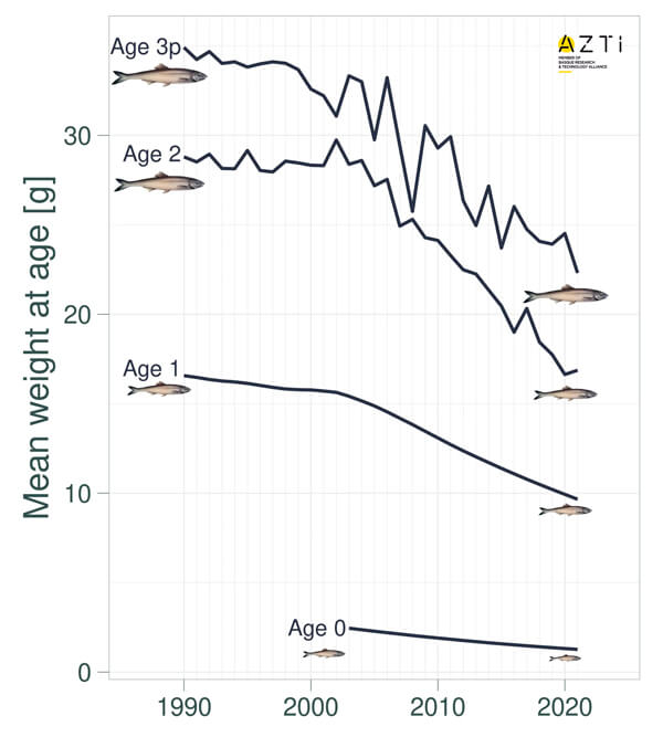 evolución tamaño anchoa