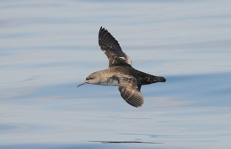 pardela balear cambio climático