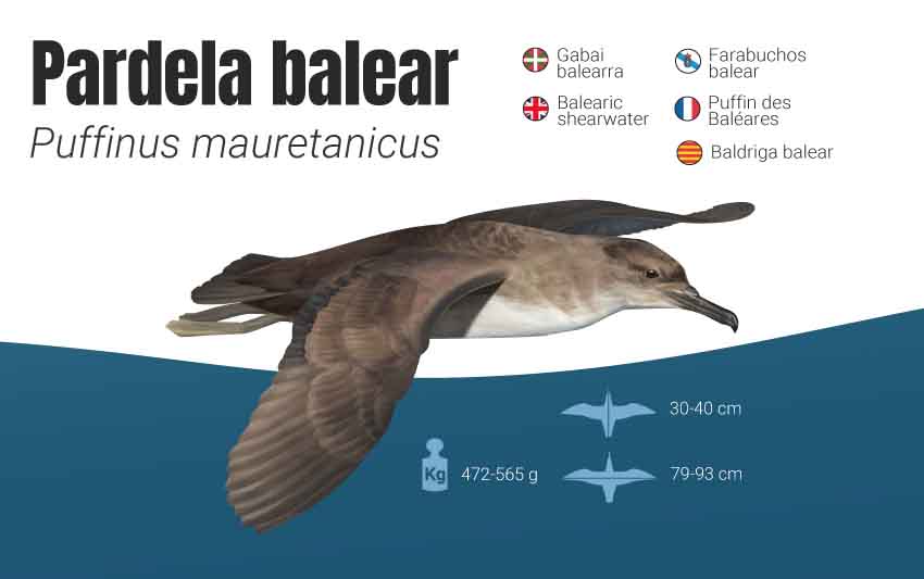 pardela balear cambio climático