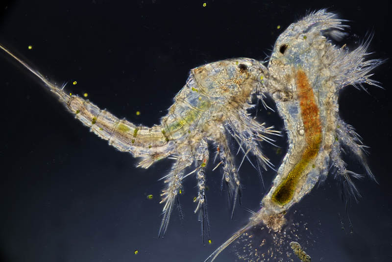 genetica_marina_copepodos