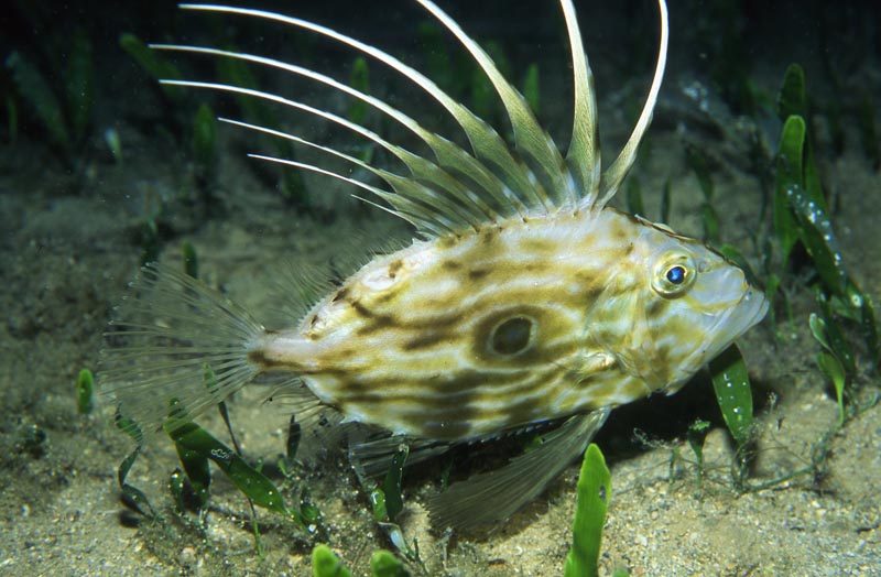 impacto significativo del calentamiento global en la biodiversidad