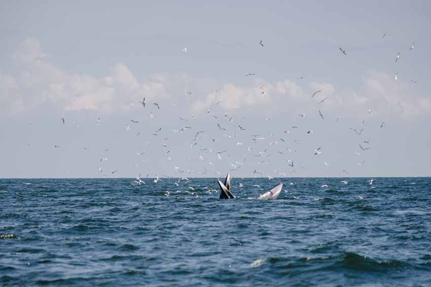 pesca incidental marine beacon