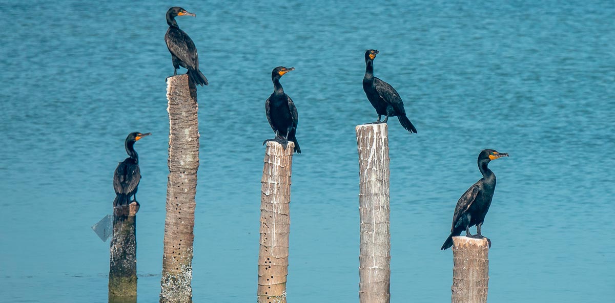 cormoran
