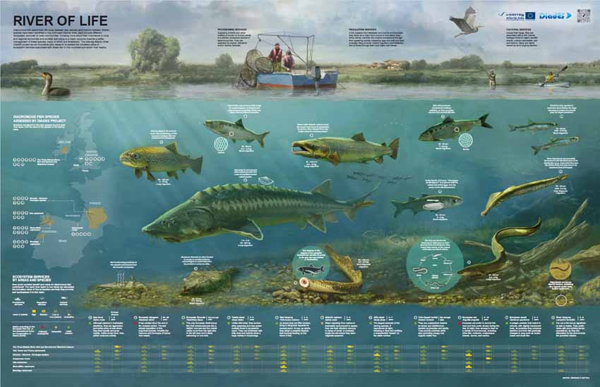 Infographics on diadromous species in Europe Diadromous species