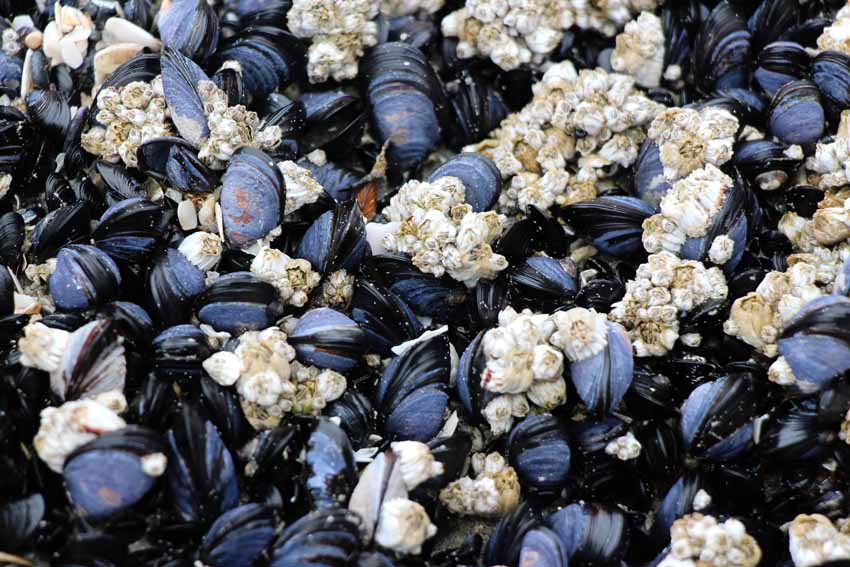 Mejillones mejillones alimentación