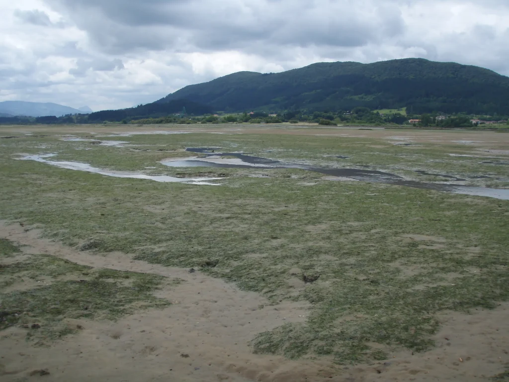 Metodologías de estimación de carbono azul