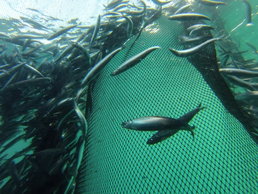 Modelo ecológico impacto de especies y escosistemas