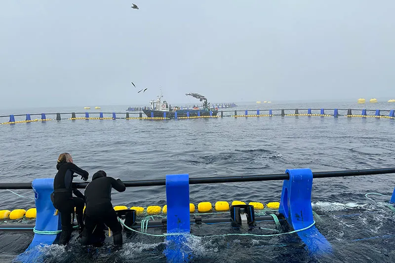 itsaBalfego_engorde_atun