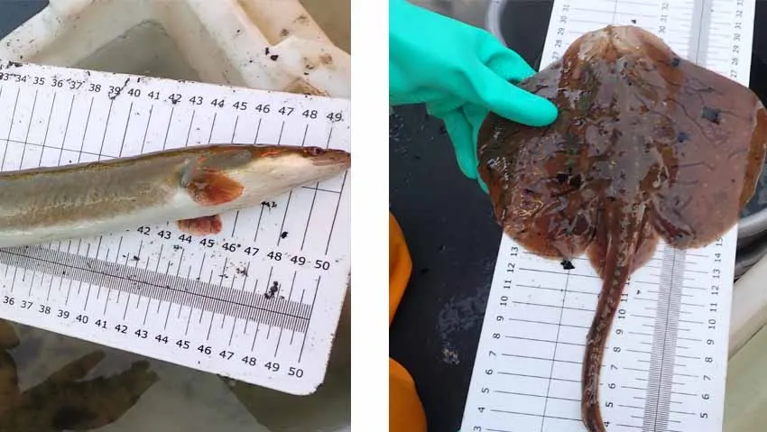 regeneraci&oacute;n de la r&iacute;a de Bilbao