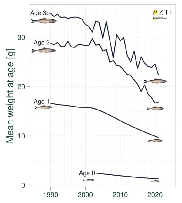 evoluci&oacute;n tama&ntilde;o anchoa