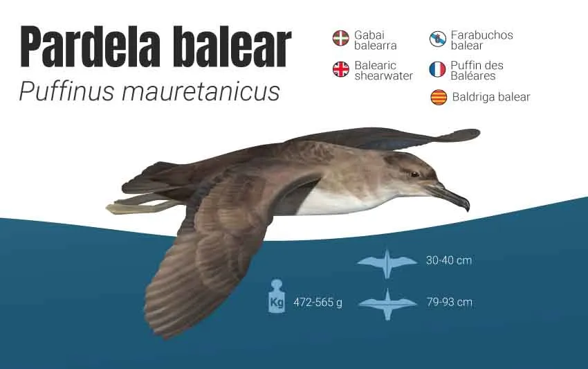 pardela balear cambio clim&aacute;tico