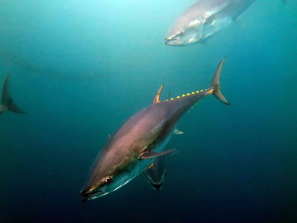 AtunRojo-CambioClimatico