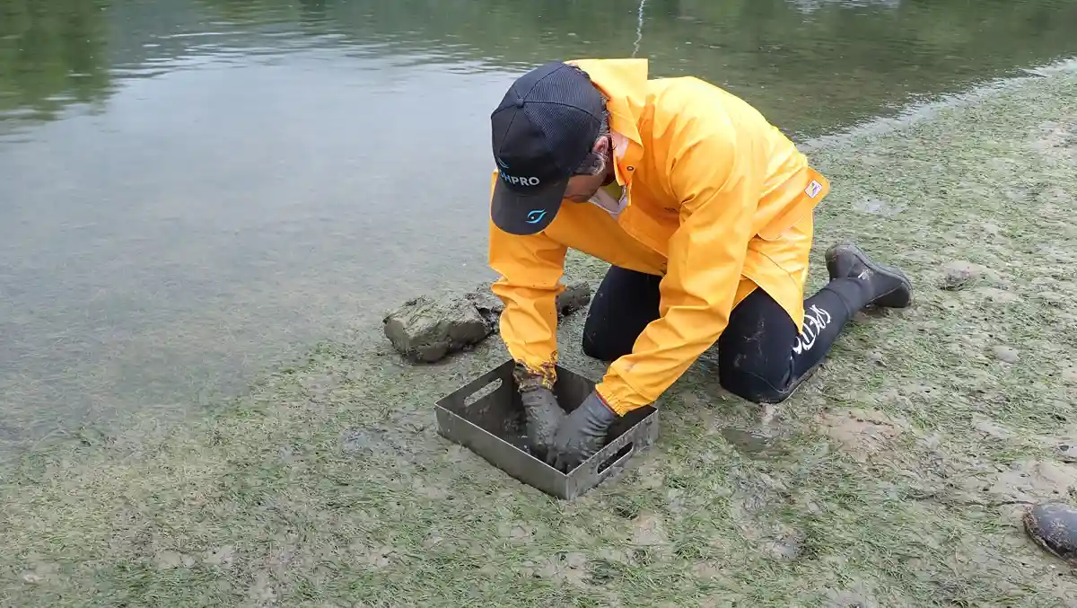 restauracion_zoostera_noltei_oria