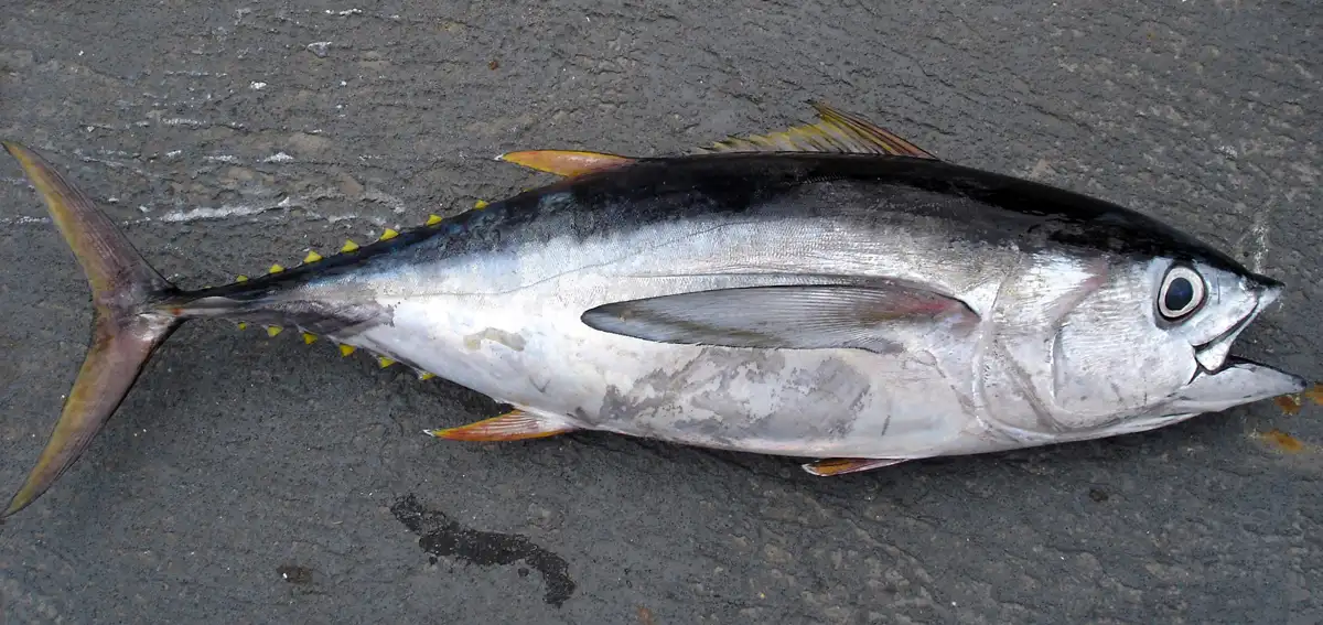 Thunnus_obesus_bigeye_tuna_sostenibilidad_pesquera