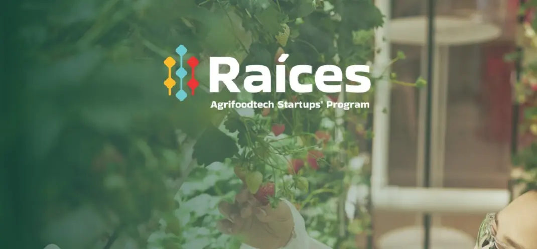 raices_aceleracion_startups